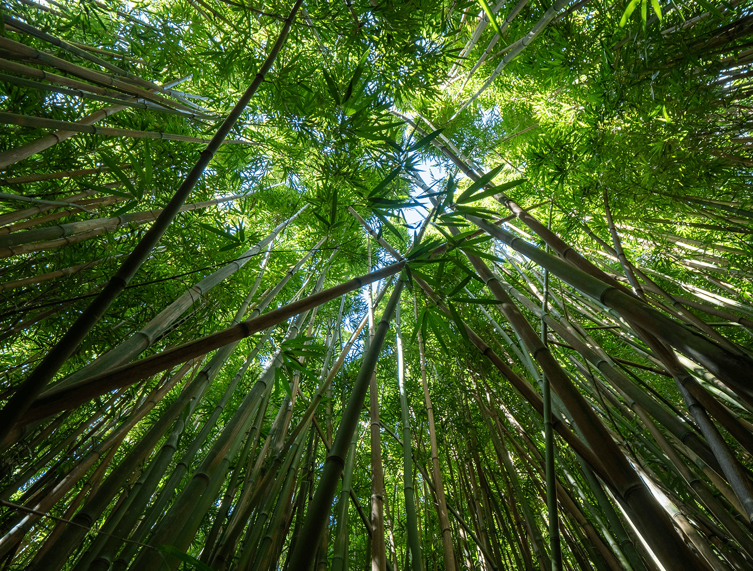 bamboo-rapid-regeneration